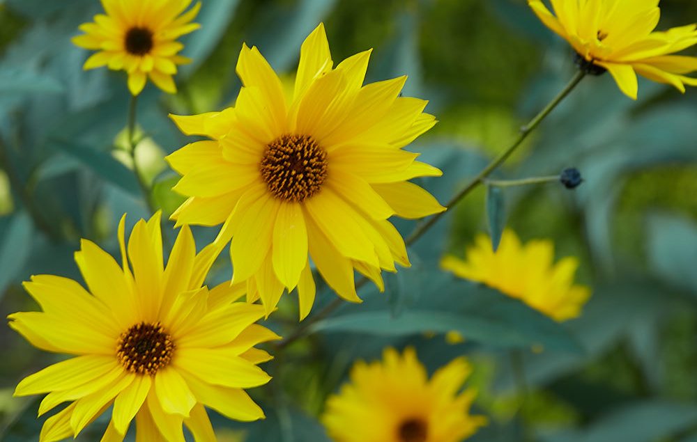 Yellow flowers